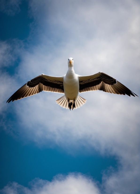 Bird, Seabird, Flying, Gull, Pelican, Wildlife